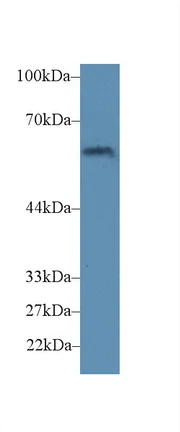 Western blot - Anti-FUT4 antibody (AB231561)