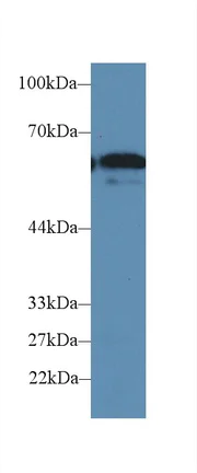 Western blot - Anti-FUT4 antibody (AB231561)