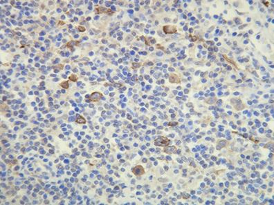 Immunohistochemistry (Formalin/PFA-fixed paraffin-embedded sections) - Anti-FUT4 antibody [E26-A] - N-terminal (AB190509)