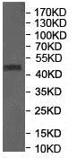 Western blot - Anti-FUT9 antibody (AB176794)