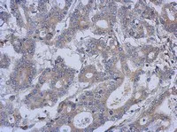 Immunohistochemistry (Formalin/PFA-fixed paraffin-embedded sections) - Anti-FUZ antibody (AB111842)
