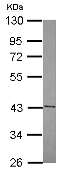 Western blot - Anti-FUZ antibody (AB111842), expandable thumbnail