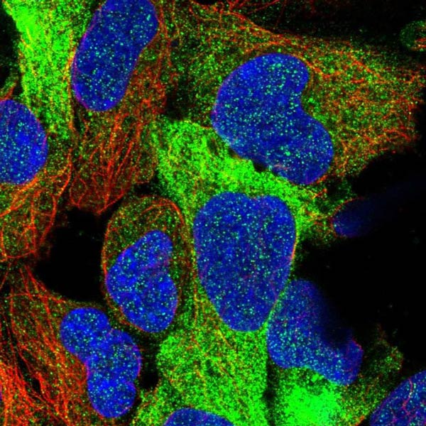 Immunocytochemistry/ Immunofluorescence - Anti-FUZ antibody (AB122742), expandable thumbnail