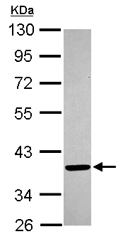 Western blot - Anti-FVT1 antibody (AB153960)