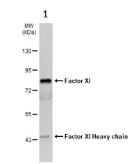 Western blot - Anti-FXI antibody (AB97346)