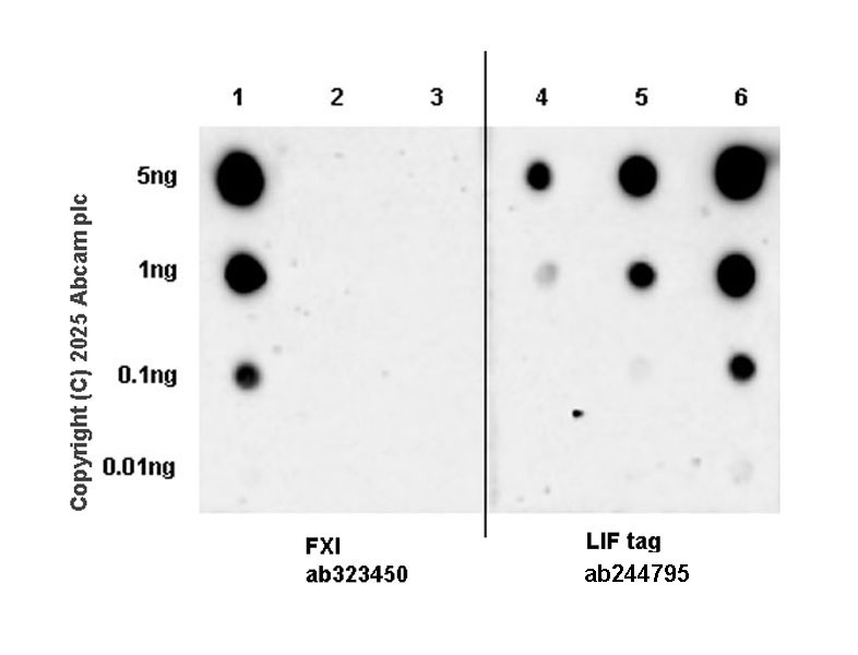 Dot Blot - Anti-FXI antibody [EPR29204-87] (AB323450), expandable thumbnail