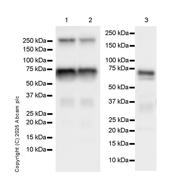Western blot - Anti-FXI antibody [EPR29204-87] (AB323450), expandable thumbnail