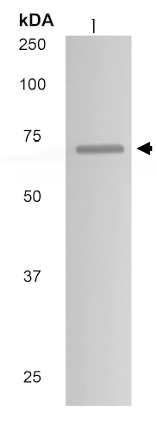 Western blot - Anti-FXI antibody [MM0193-7C38] (AB89335)
