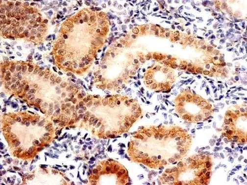 Immunohistochemistry (Formalin/PFA-fixed paraffin-embedded sections) - Anti-FXR1 antibody (AB155124), expandable thumbnail