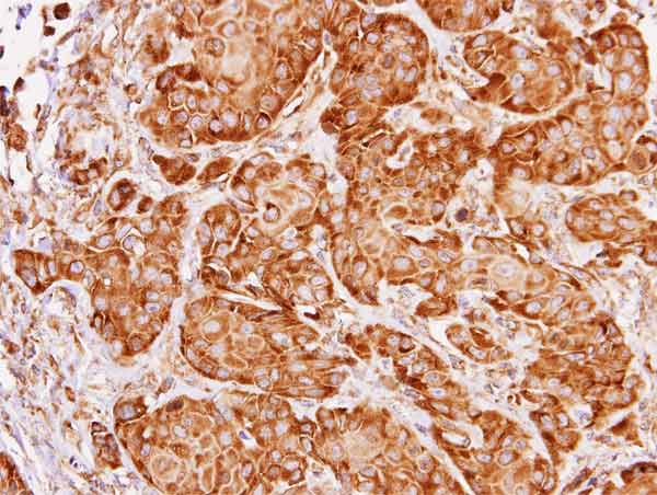 Immunohistochemistry (Formalin/PFA-fixed paraffin-embedded sections) - Anti-FXR1 antibody (AB155124), expandable thumbnail