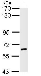 Western blot - Anti-FXR1 antibody (AB155124), expandable thumbnail