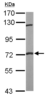 Western blot - Anti-FXR1 antibody (AB155124), expandable thumbnail