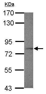 Western blot - Anti-FXR1 antibody (ab155124), expandable thumbnail