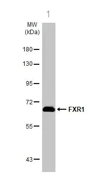 Western blot - Anti-FXR1 antibody (AB155124)