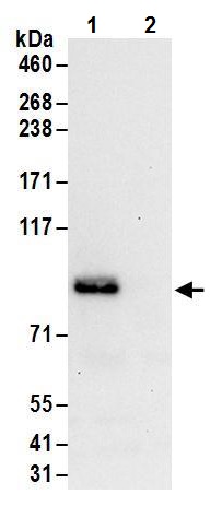 Immunoprecipitation - Anti-FXR1 antibody (AB245624)