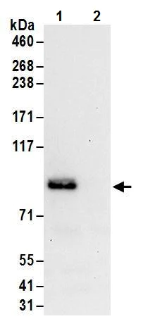 Immunoprecipitation - Anti-FXR1 antibody (AB245624)