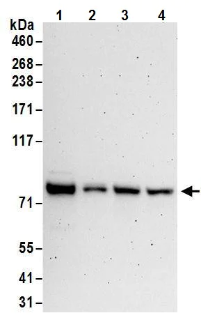 Western blot - Anti-FXR1 antibody (AB245624)