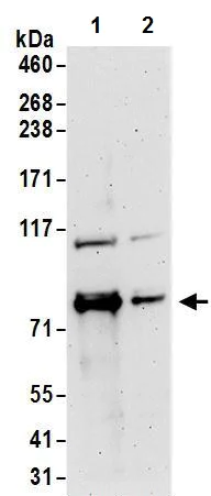 Western blot - Anti-FXR1 antibody (AB245624)
