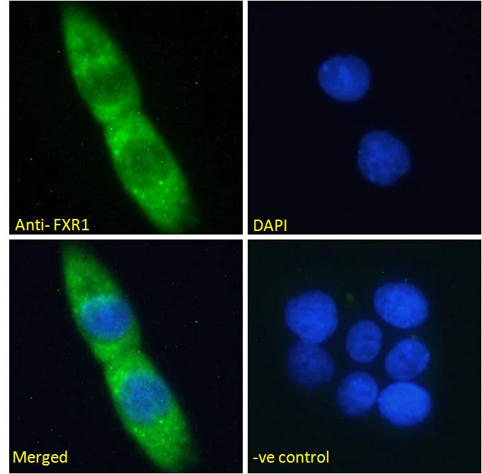 Immunocytochemistry/ Immunofluorescence - Anti-FXR1 antibody (AB51970)