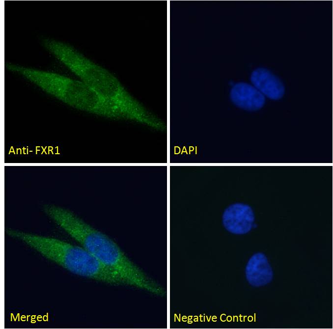 Immunocytochemistry/ Immunofluorescence - Anti-FXR1 antibody (AB51970), expandable thumbnail