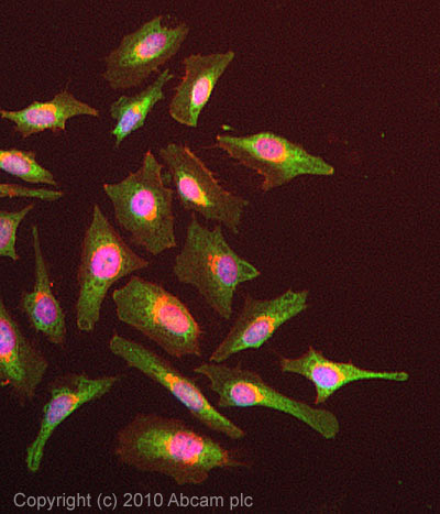 Immunocytochemistry/ Immunofluorescence - Anti-FXR1 antibody (AB51970), expandable thumbnail