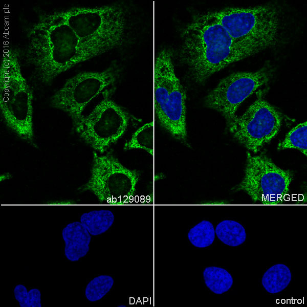 Immunocytochemistry/ Immunofluorescence - Anti-FXR1 antibody [EPR7932] (AB129089), expandable thumbnail