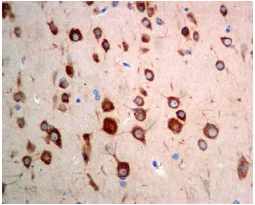 Immunohistochemistry (Formalin/PFA-fixed paraffin-embedded sections) - Anti-FXR1 antibody [EPR7932] (AB129089)