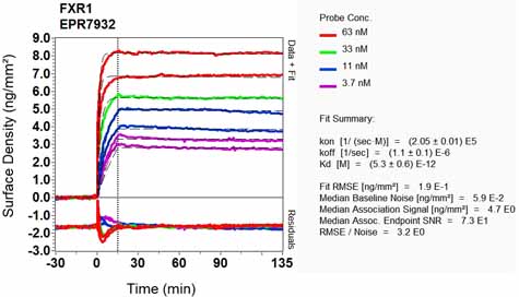 OI-RD Scanning - Anti-FXR1 antibody [EPR7932] (ab129089), expandable thumbnail