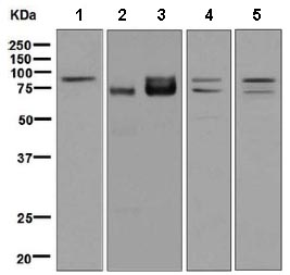 Western blot - Anti-FXR1 antibody [EPR7932] (AB129089), expandable thumbnail