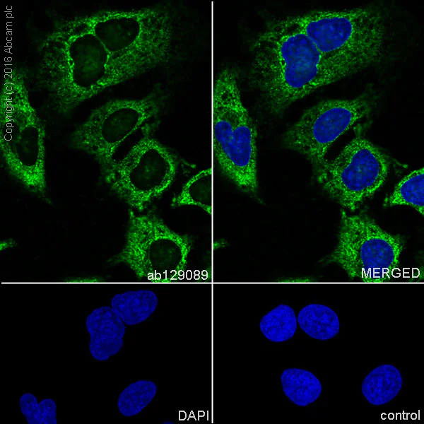 Immunocytochemistry/ Immunofluorescence - Anti-FXR1 antibody [EPR7932] - BSA and Azide free (AB240042)