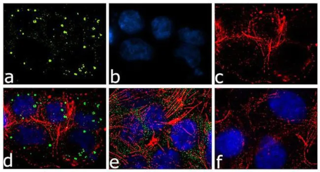 Immunocytochemistry/ Immunofluorescence - Anti-FXR1 antibody [RP23040192] (AB308117)