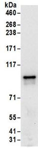 Immunoprecipitation - Anti-FXR2 antibody (AB168852), expandable thumbnail