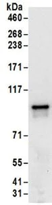 Immunoprecipitation - Anti-FXR2 antibody (AB168852)