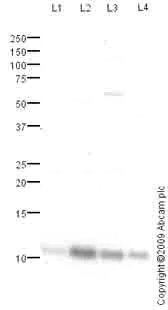 Western blot - Anti-FXYD1/PLM antibody (AB76597)