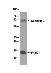 Immunoprecipitation - Anti-FXYD1/PLM antibody [EPR16081] - BSA and Azide free (AB251062), expandable thumbnail