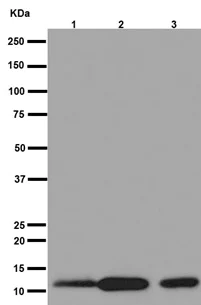 Western blot - Anti-FXYD1/PLM antibody [EPR16081] - BSA and Azide free (AB251062)