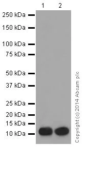 Western blot - Anti-FXYD1/PLM antibody [EPR16082] - BSA and Azide free (AB251304)