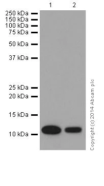 Western blot - Anti-FXYD1/PLM antibody [EPR16082] - BSA and Azide free (AB251304)