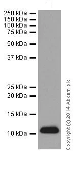Western blot - Anti-FXYD1/PLM antibody [EPR16082] - BSA and Azide free (AB251304)