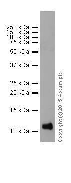 Western blot - Anti-FXYD3 antibody [EPR17160] (AB205534)