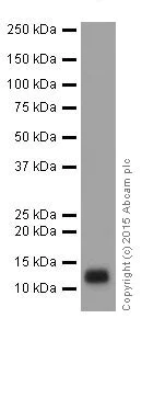 Western blot - Anti-FXYD3 antibody [EPR17160] (AB205534)