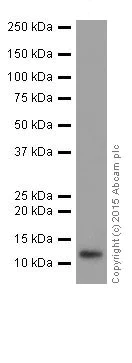 Western blot - Anti-FXYD3 antibody [EPR17160] (AB205534)