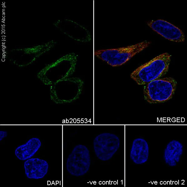 Immunocytochemistry/ Immunofluorescence - Anti-FXYD3 antibody [EPR17160] - BSA and Azide free (AB251433)