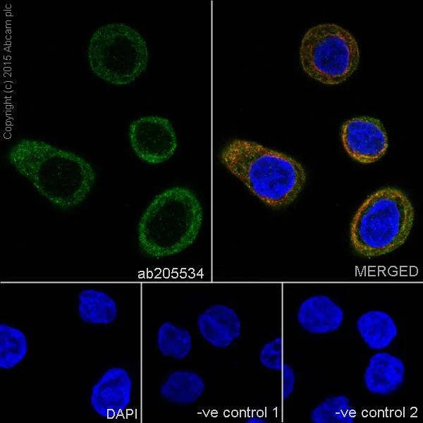 Immunocytochemistry/ Immunofluorescence - Anti-FXYD3 antibody [EPR17160] - BSA and Azide free (AB251433)