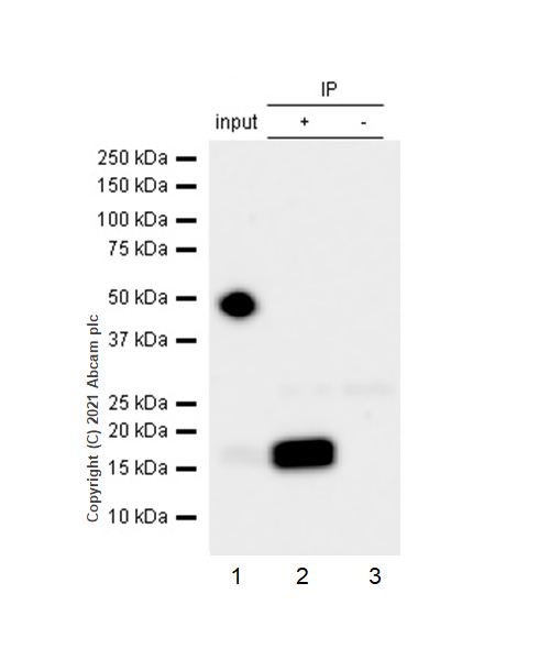 Immunoprecipitation - Anti-FXYD6/Plp antibody [EPR9004(2)] (AB181254)