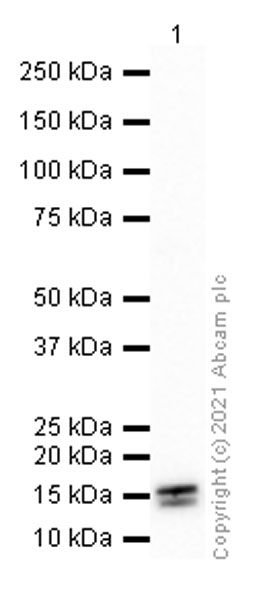 Western blot - Anti-FXYD6/Plp antibody [EPR9004(2)] (AB181254)
