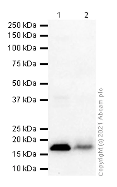 Western blot - Anti-FXYD6/Plp antibody [EPR9004(2)] - BSA and Azide free (AB250467)