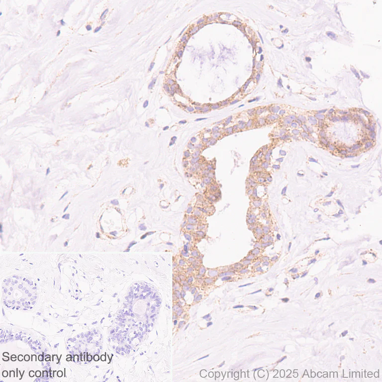 Immunohistochemistry (Formalin/PFA-fixed paraffin-embedded sections) - Anti-FYCO1 antibody [EPR28360-524] (AB324455)