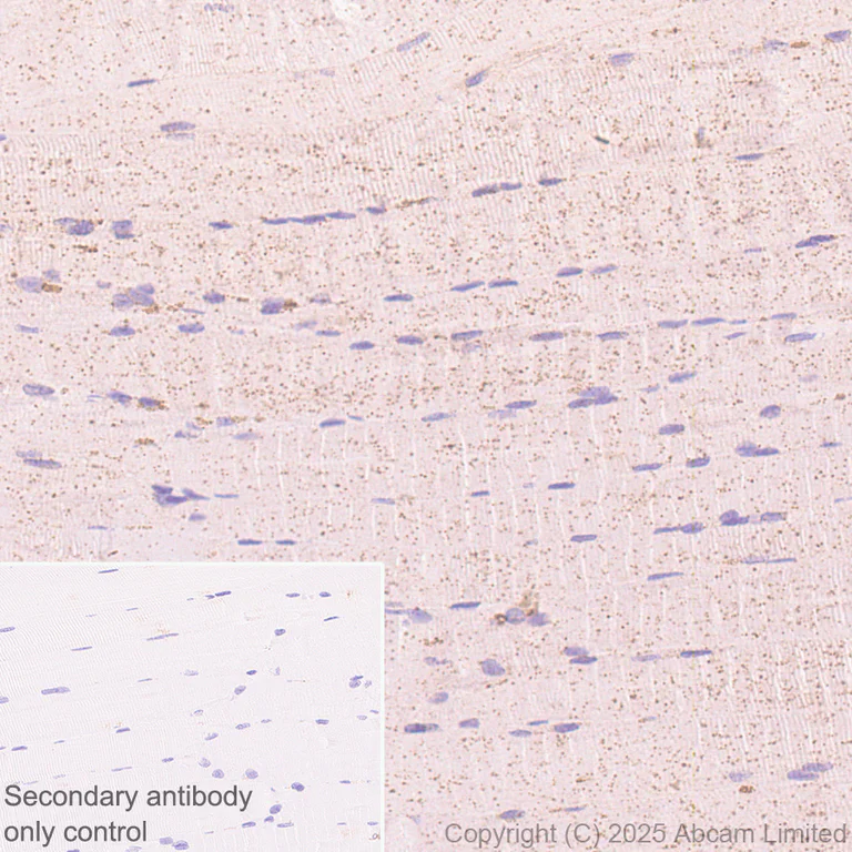Immunohistochemistry (Formalin/PFA-fixed paraffin-embedded sections) - Anti-FYCO1 antibody [EPR28360-524] (AB324455)