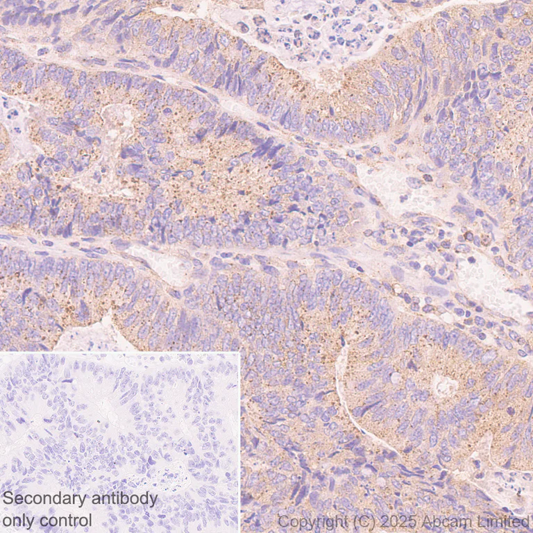 Immunohistochemistry (Formalin/PFA-fixed paraffin-embedded sections) - Anti-FYCO1 antibody [EPR28360-524] (AB324455)